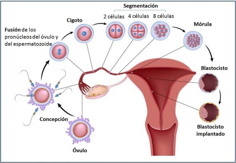 Aparato reproductor qué es funcionamiento partes enfermedades