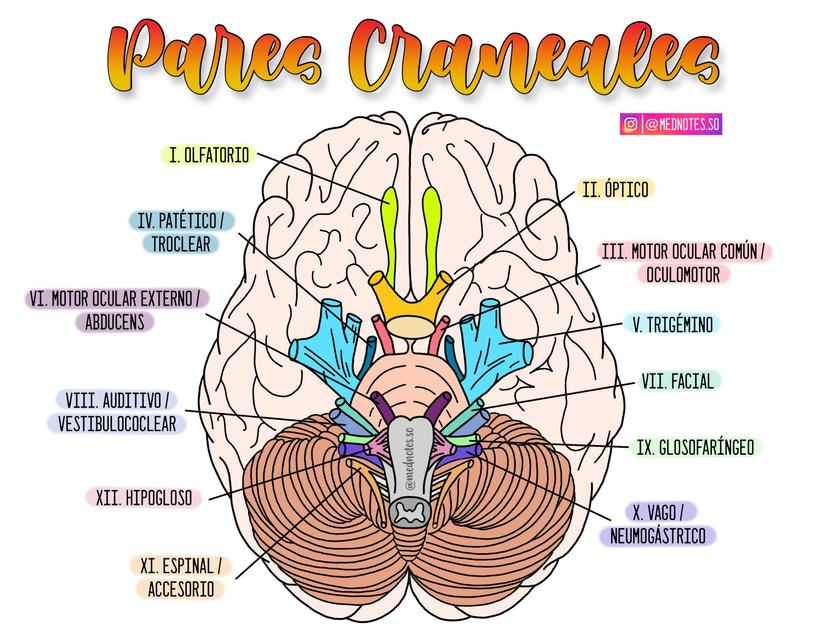 Pares Craneales Nervios Craneales Anatomia Del Cerebro Humano Porn My