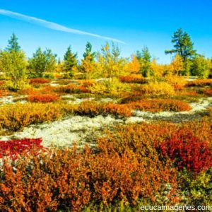 Tundra: Tipos, Flora, Fauna, Clima, Características - Educaimágenes